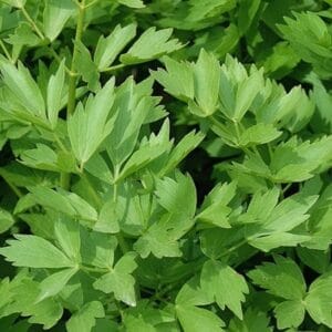 Lovage
