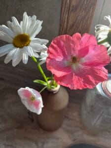 Poppy