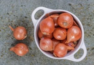 Shallots . Dutch Yellow