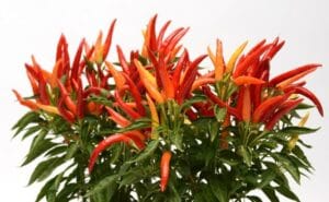 Chilly Chili