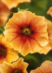 Petchoa Caliburst Nectarine