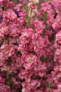 Katz Antique Rose