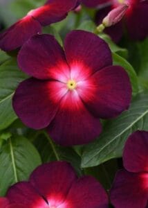 Tattoo Boysenberry