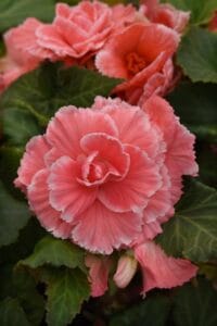 Marquee Picotee Lace Pink