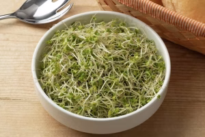 Sprouting Seed . Broccoli