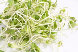 Sprouting Seed . Sunflower