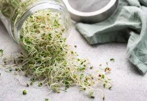 Sprouting Seed . Radish
